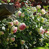 pierre de ronsard au jardin contemporain